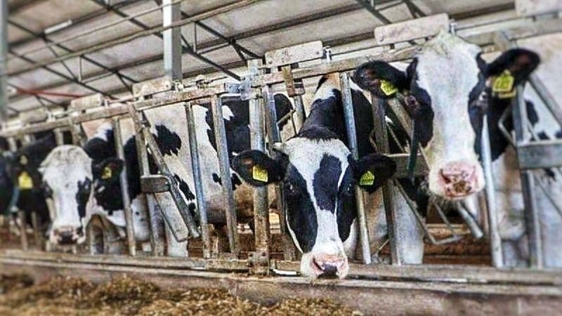 Совхоз «Головково» получил золотую медаль на выставке «Золотая осень – 2025»