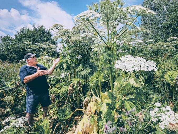 Бездействие власти в Наро-Фоминском округе: сорняк-убийца остаётся безнаказанным