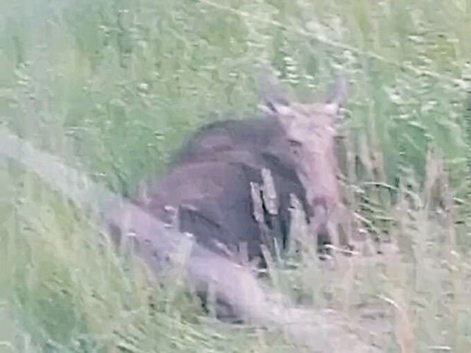 Лось погиб после ДТП с КАМАЗом в Наро-Фоминском районе