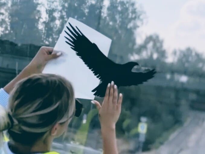 Смертельная прозрачность: шумозащитные экраны превратились в ловушки для птиц в Селятино