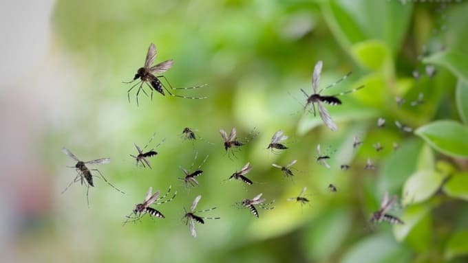 Пик активности комаров в Москве начнется 19 июля и продлится две недели