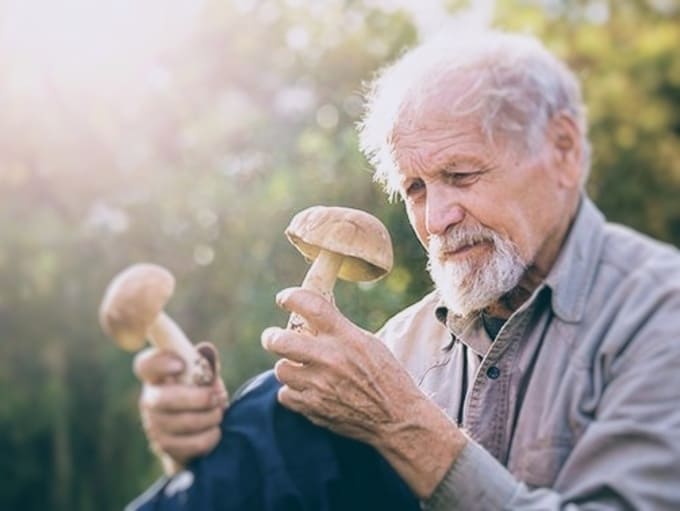 Грибы против рака: как 18 г в день снижают риск на 45%