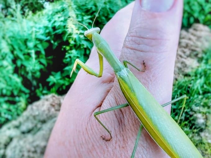 Богомол в Подмосковье: тропическая гостья поселилась под Наро-Фоминском