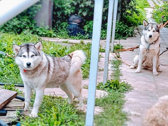 Два аляскинских маламута ищут новых хозяев после внезапной смерти владельца