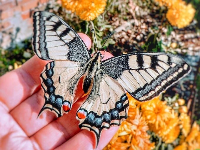 В Наро-Фоминск залетела бабочка из Красной книги. Что не так с экологией