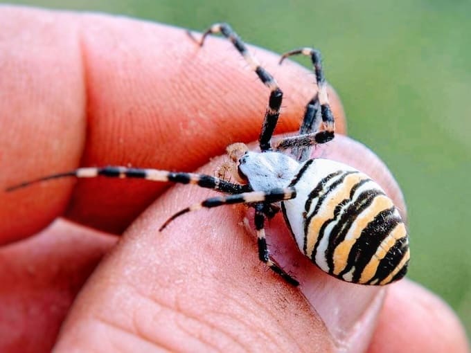 Нашествие ядовитых пауков-ос. Откуда они взялись и почему опасны