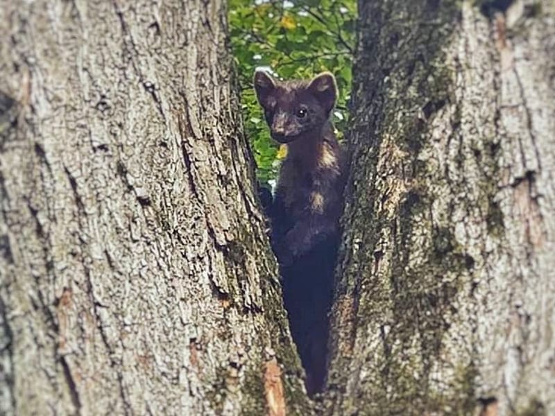 В Апрелевке редкий кадр — в лесопарке «Дубки» заметили дикую лесную куницу