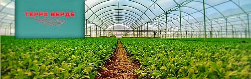 История успеха «Терра Верде»: Зелень из Наро-Фоминска доезжает до Кемерова без потери качества