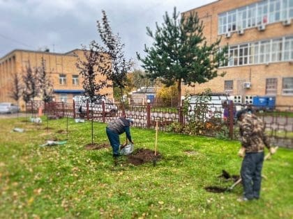 Озеленение в Наро-Фоминске: высадили яблони, туи, можжевельники