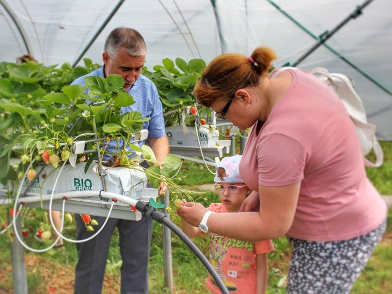 Наро-Фоминск удвоил урожай ягод и стал кормильцем Подмосковья