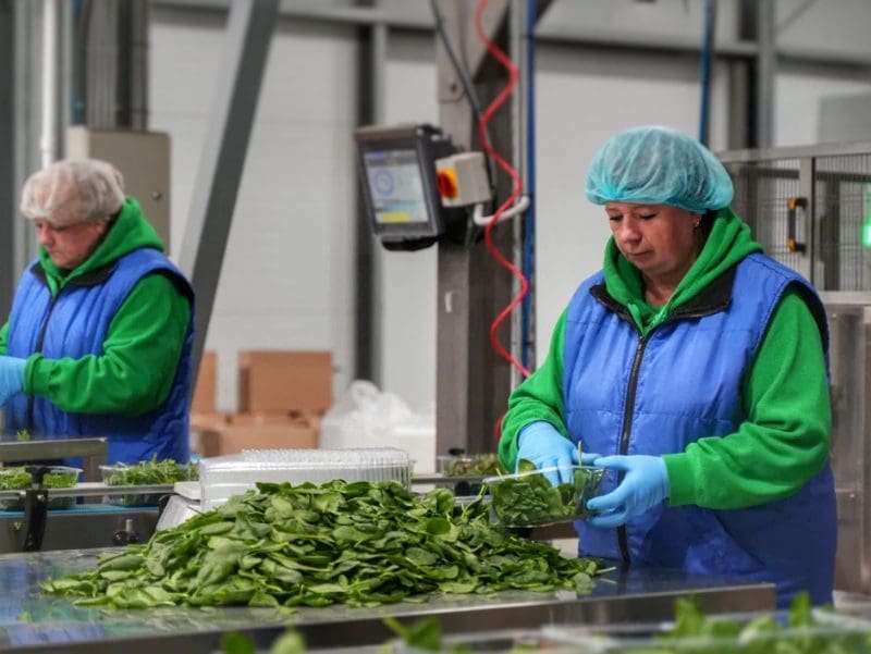 Терра Верде