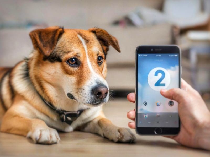 Ваша собака и цифра: как поставить питомца на учет онлайн