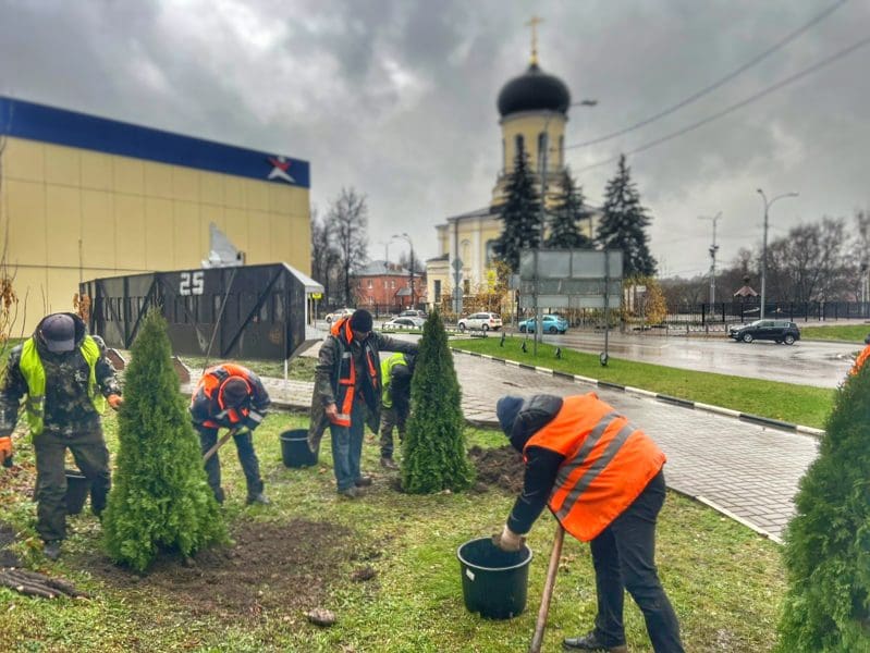 25 туй высадили на улицах Наро-Фоминска